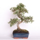 Stromček bonsai