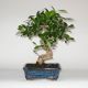 Stromček bonsai