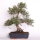 Stromček bonsai