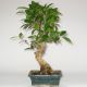 Stromček bonsai
