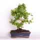 Stromček bonsai