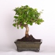 Stromček bonsai