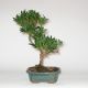 Stromček bonsai