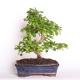 Stromček bonsai