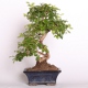 Stromček bonsai
