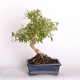 Stromček bonsai
