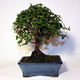Stromček bonsai