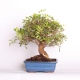 Stromček bonsai