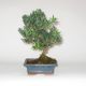 Stromček bonsai