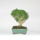 Stromček bonsai