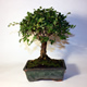 Stromček bonsai