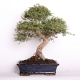 Stromček bonsai