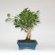 Stromček bonsai