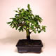Stromček bonsai