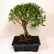 Stromček bonsai
