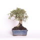 Stromček bonsai