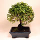 Stromček bonsai