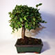 Stromček bonsai
