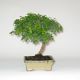 Stromček bonsai