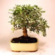 Stromček bonsai