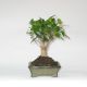 Stromček bonsai