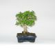 Stromček bonsai