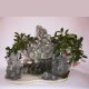 Stromček bonsai