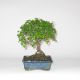 Stromček bonsai