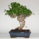 Stromček bonsai