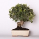 Stromček bonsai