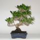 Stromček bonsai