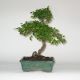 Stromček bonsai