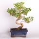 Stromček bonsai