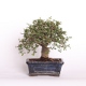 Stromček bonsai