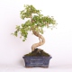 Stromček bonsai