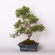 Stromček bonsai