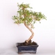 Stromček bonsai