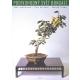 Stromček bonsai