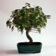 Stromček bonsai