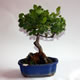 Stromček bonsai