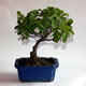 Stromček bonsai