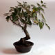 Stromček bonsai