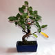 Stromček bonsai