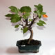 Stromček bonsai