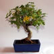 Stromček bonsai