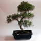 Stromček bonsai