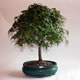 Stromček bonsai