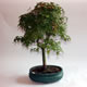 Stromček bonsai
