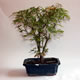 Stromček bonsai