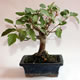 Stromček bonsai